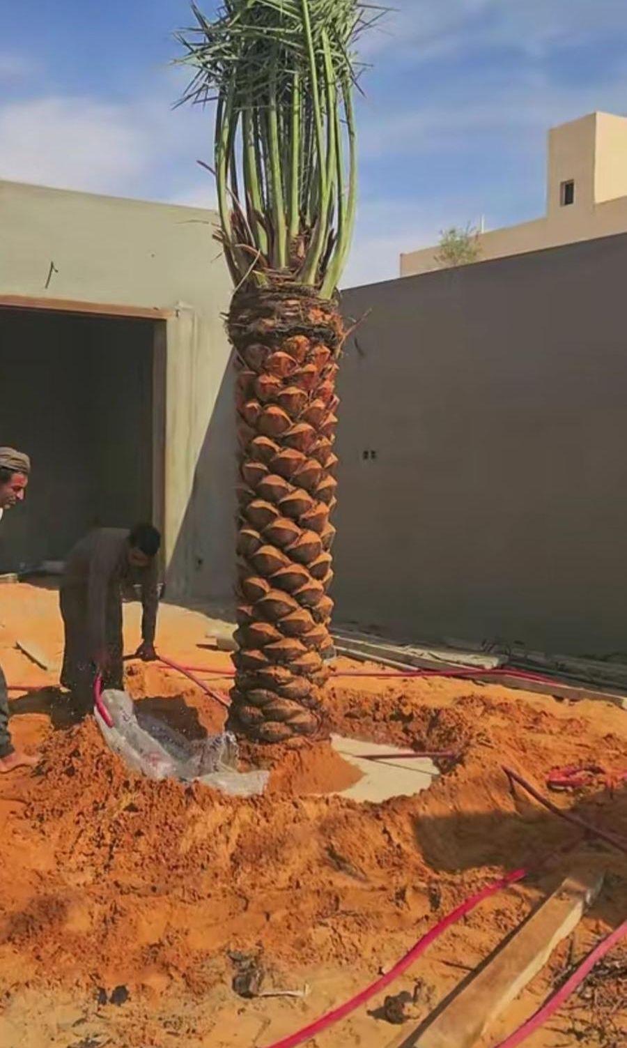 نخل برحي سكري