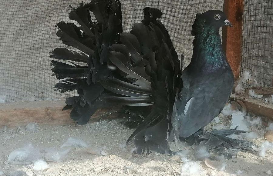 رقاص هندي اسود