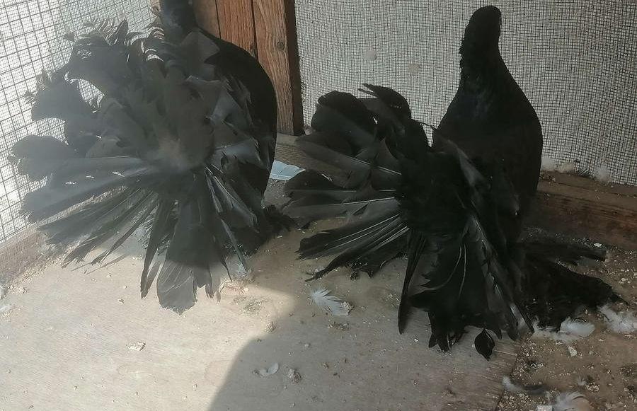رقاص هندي اسود