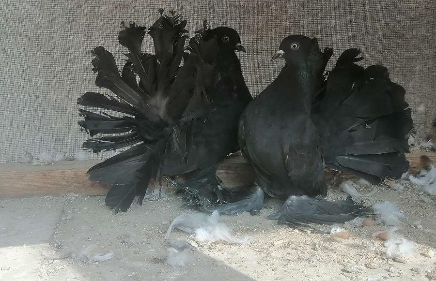 رقاص هندي اسود