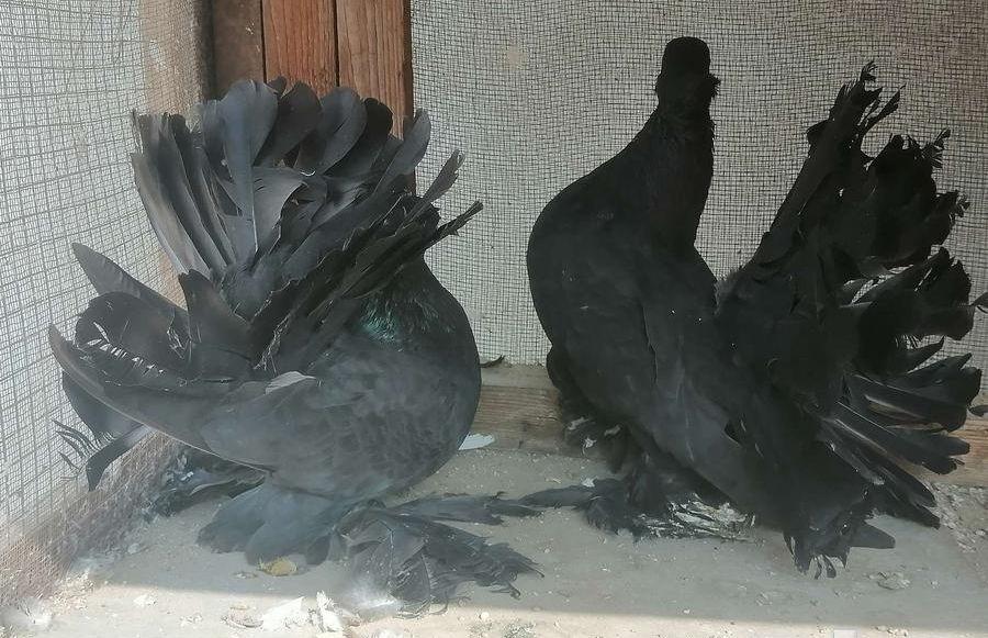 رقاص هندي اسود