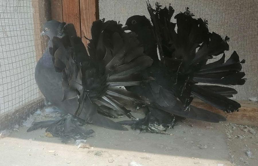 رقاص هندي اسود
