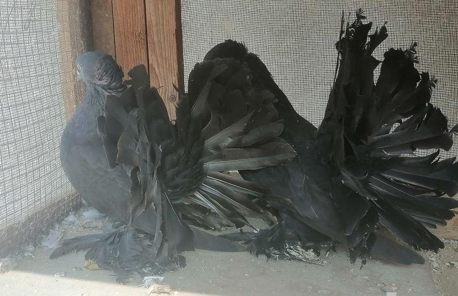 رقاص هندي اسود