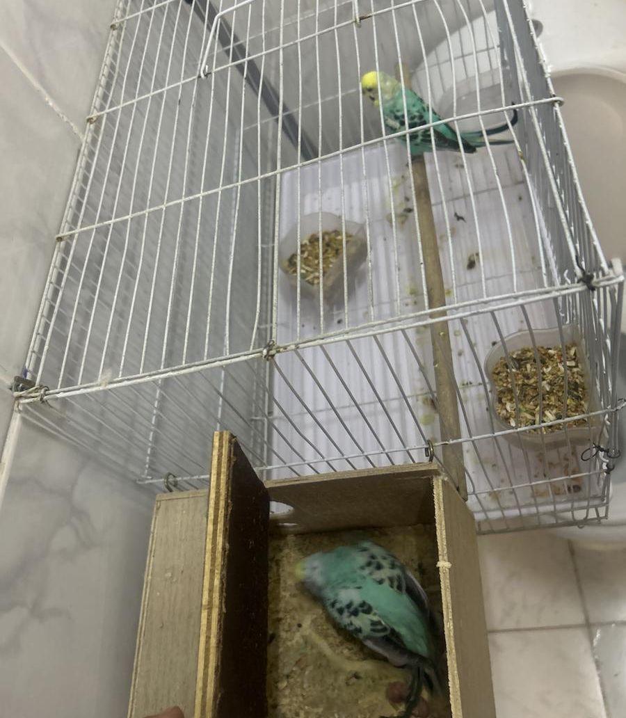 المدينه
