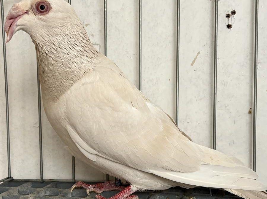 مرسال فاخر