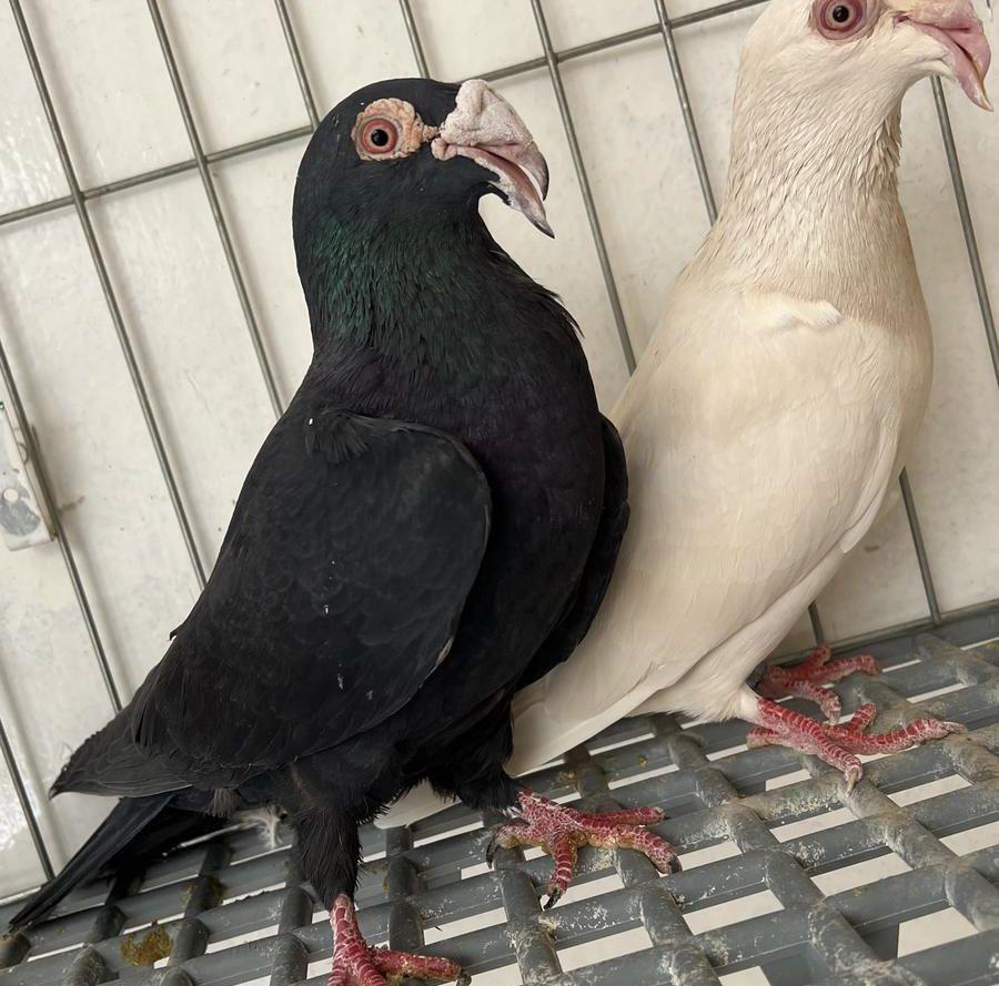 مرسال فاخر