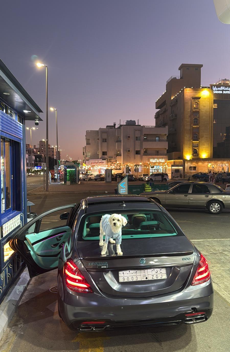 كلب