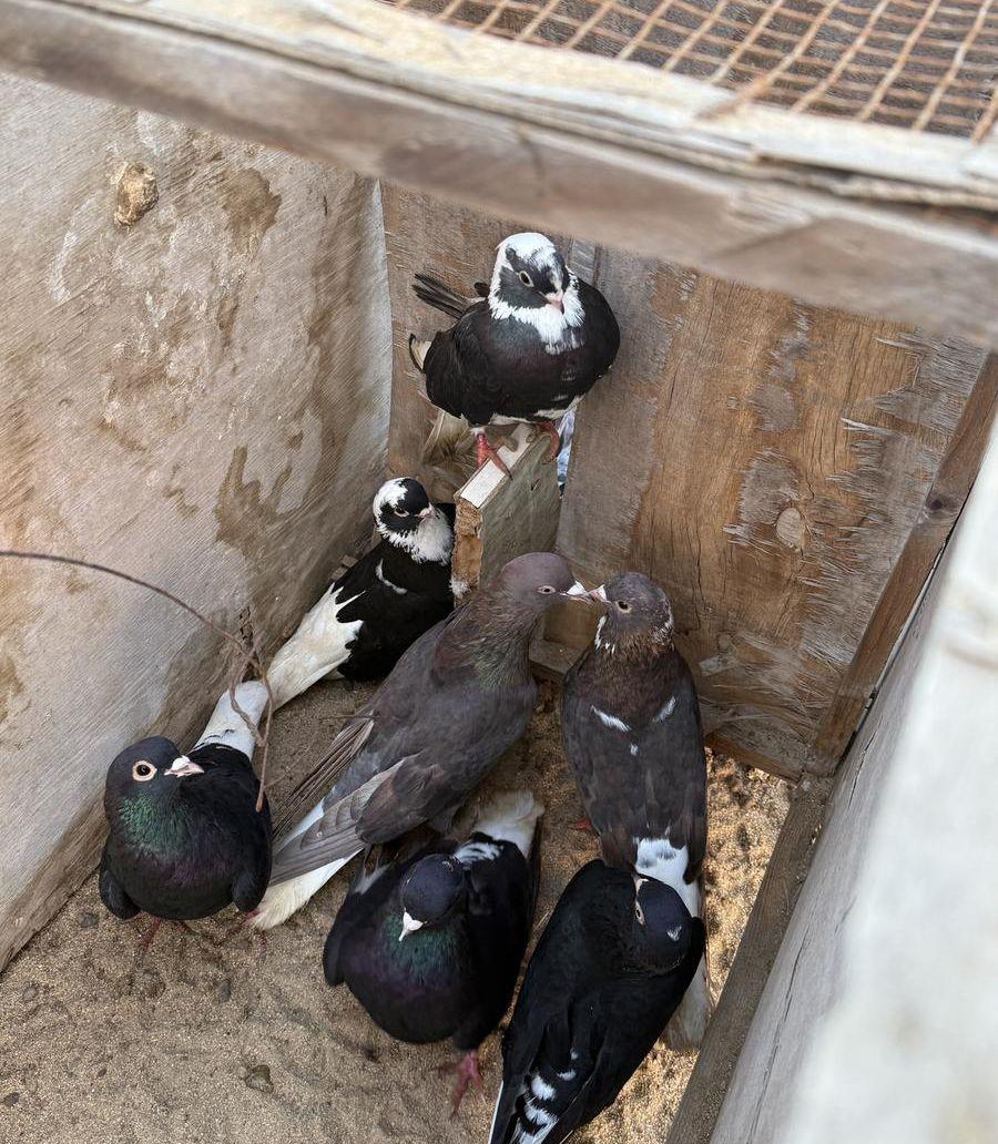 حمام قطايف