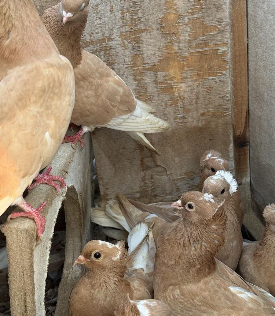 حمام قطايف