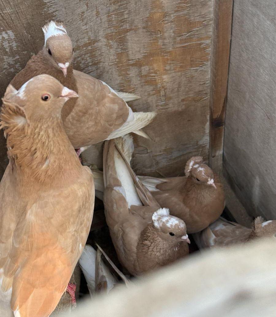 حمام قطايف