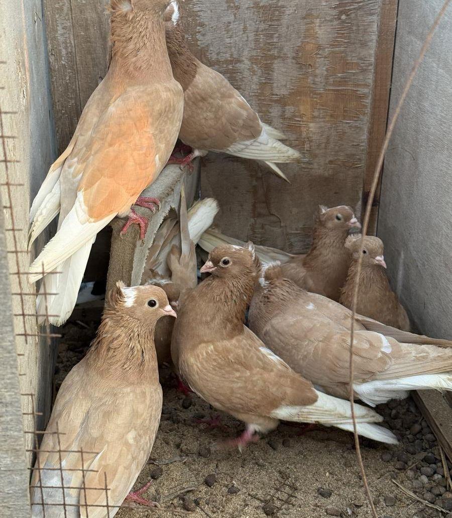 حمام قطايف