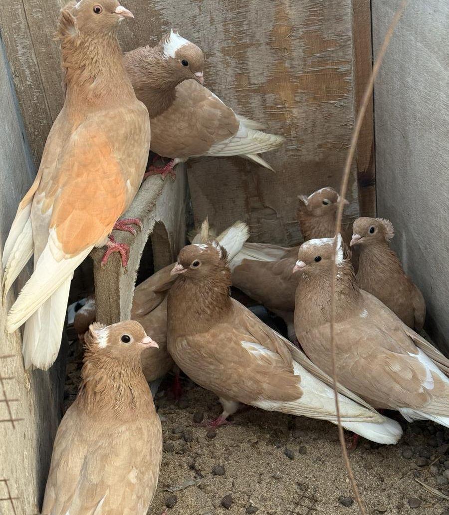 حمام قطايف