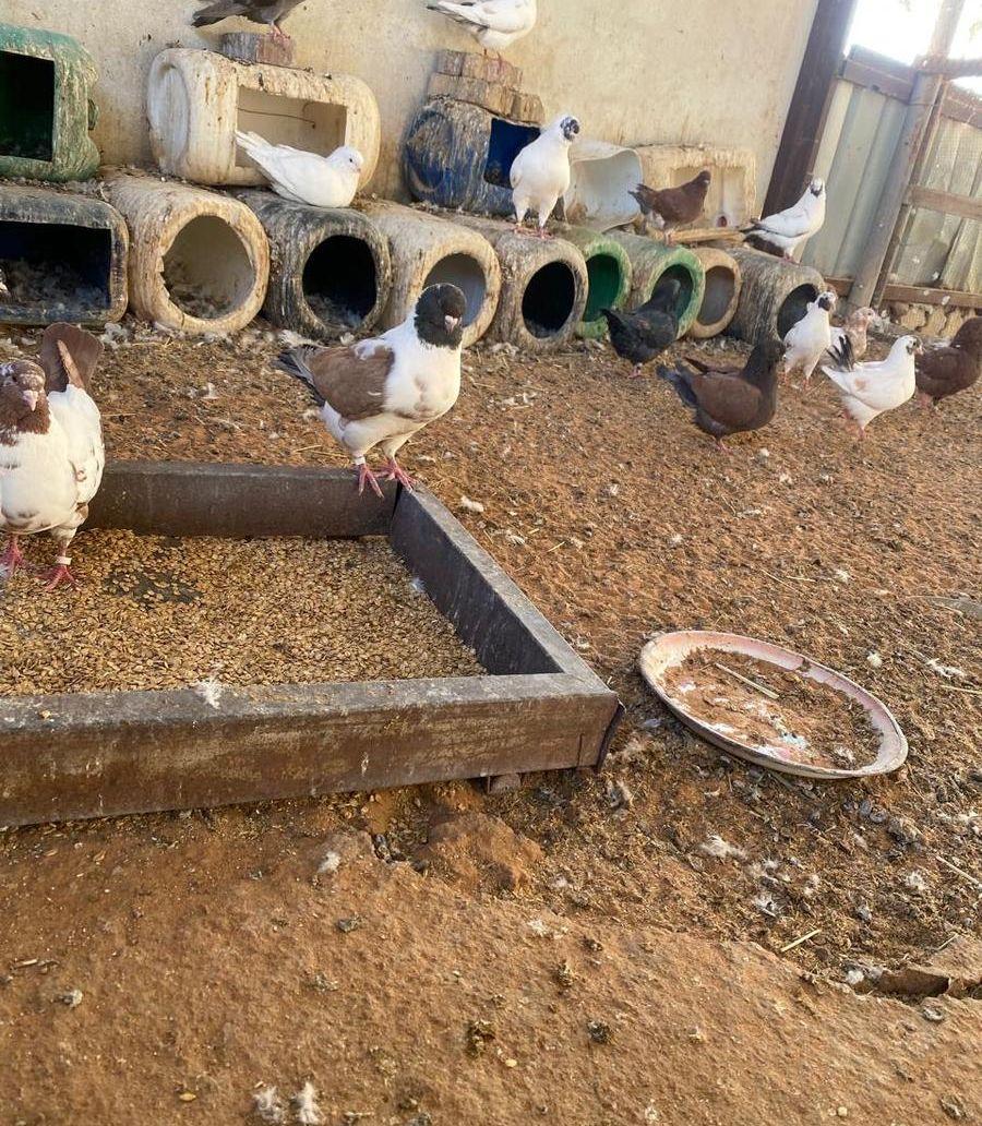 حمام كنق