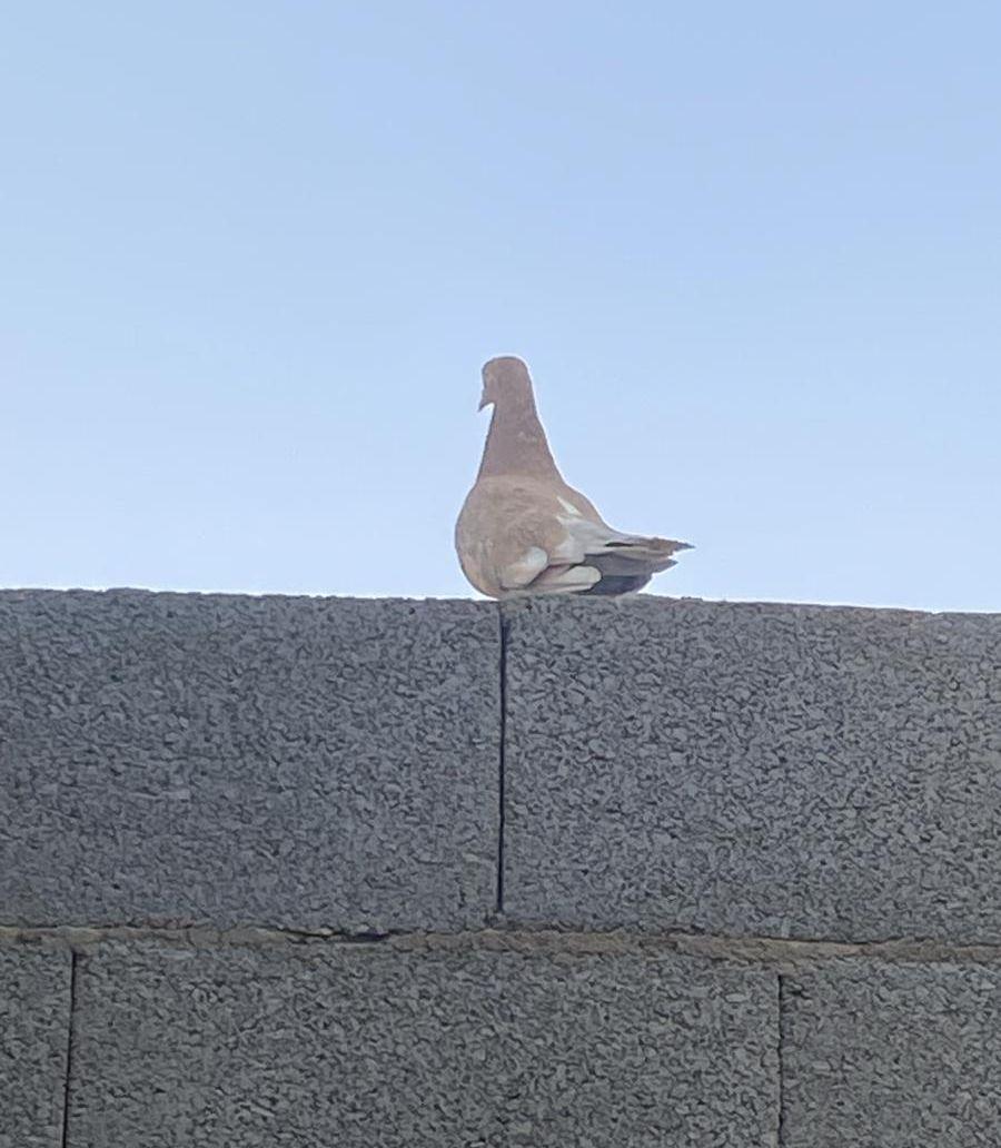 حمام