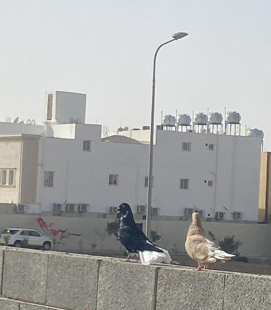حمام