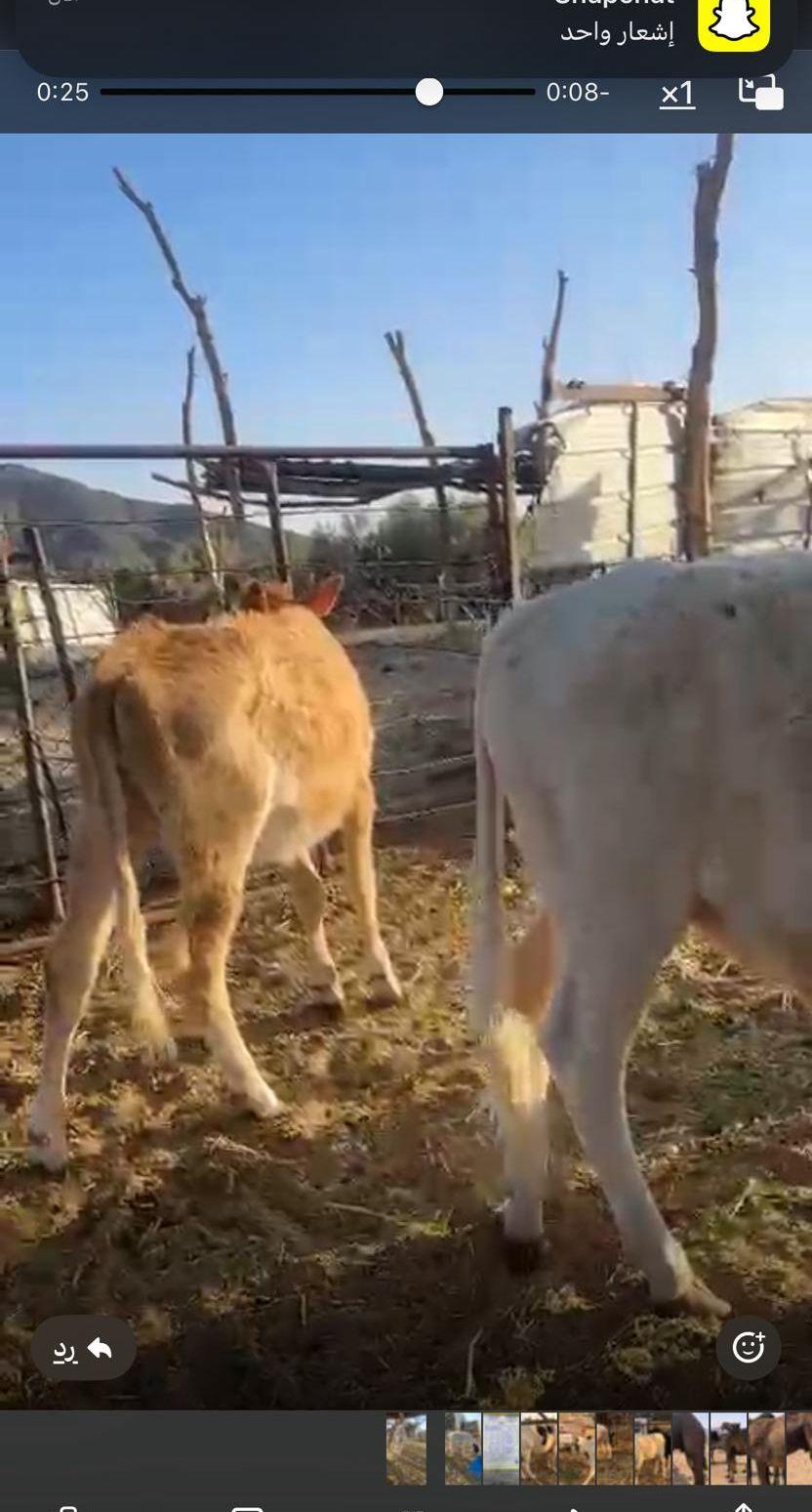 حسلان ثيران