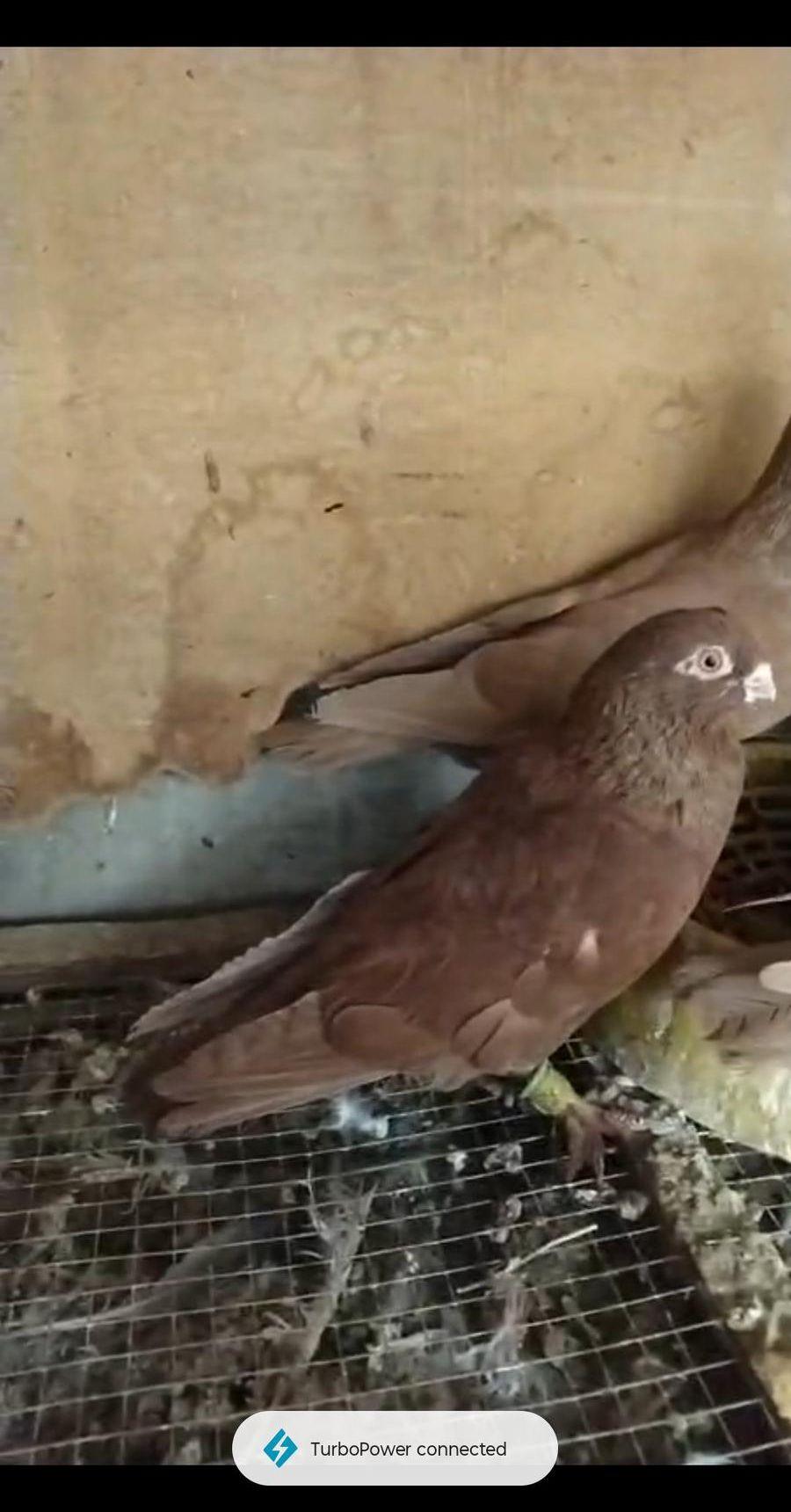 للبيع حمام مصري