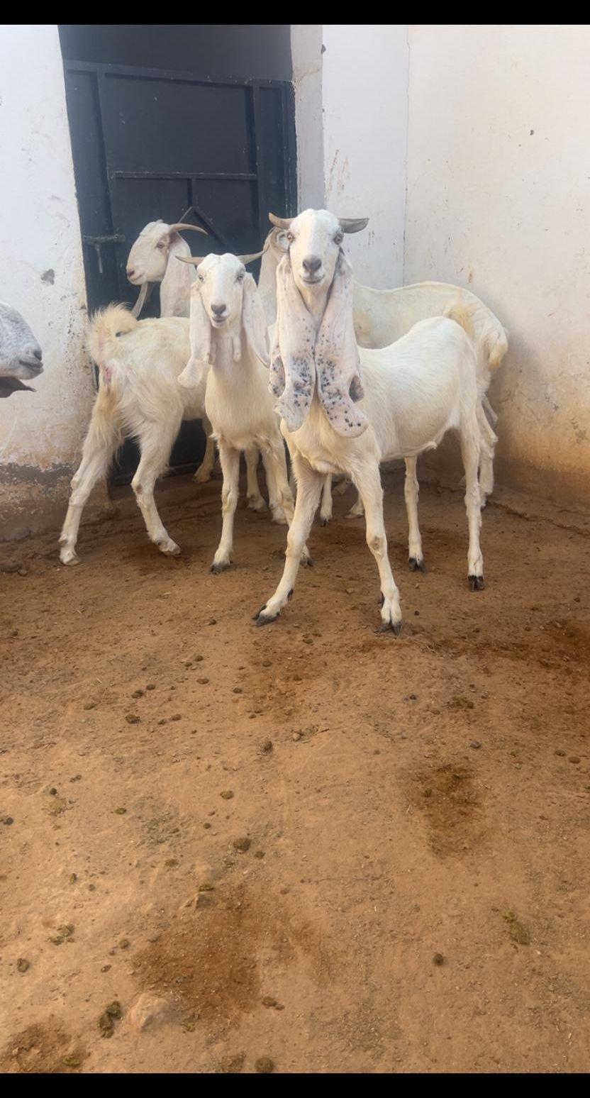 ( تم البيع