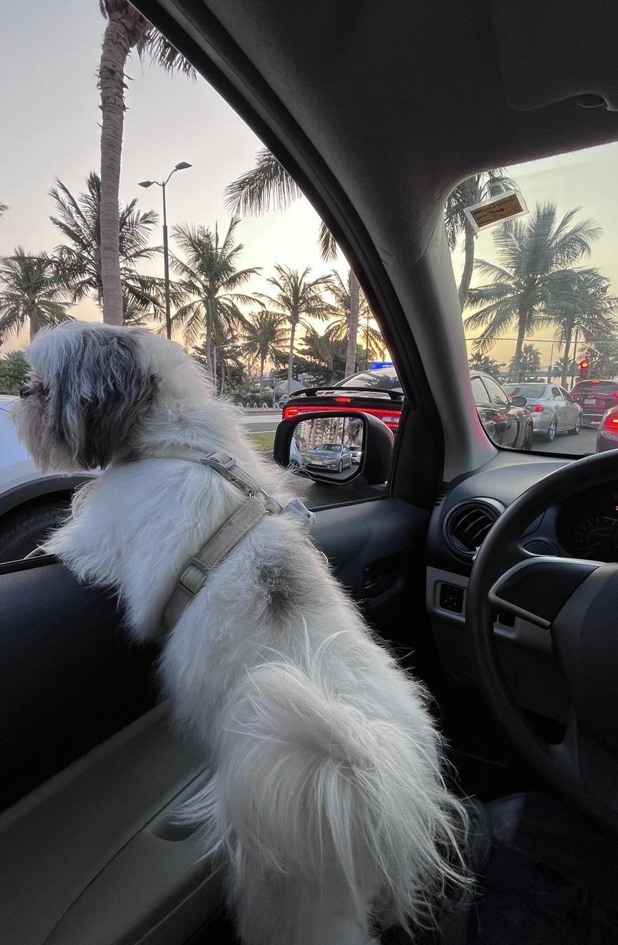 كلبة مالتيز
