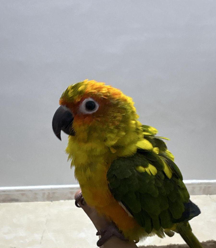 صن كنيور