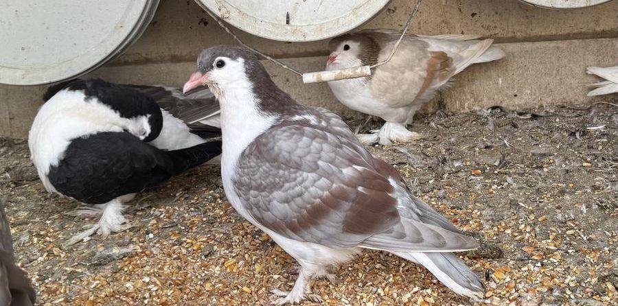 حمام شيرازي طبات