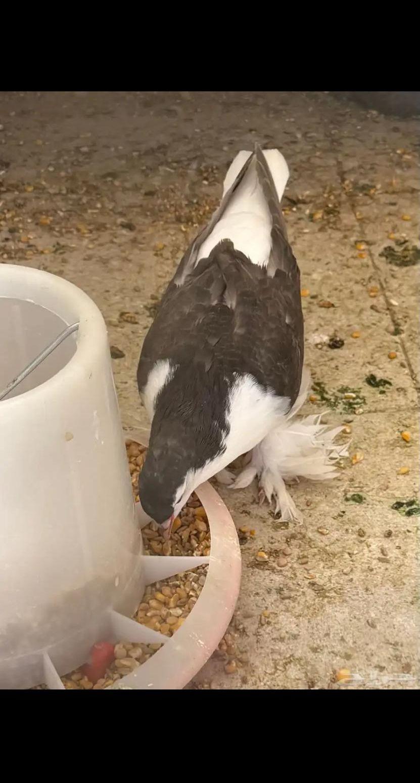 حمام شيرازي طبات