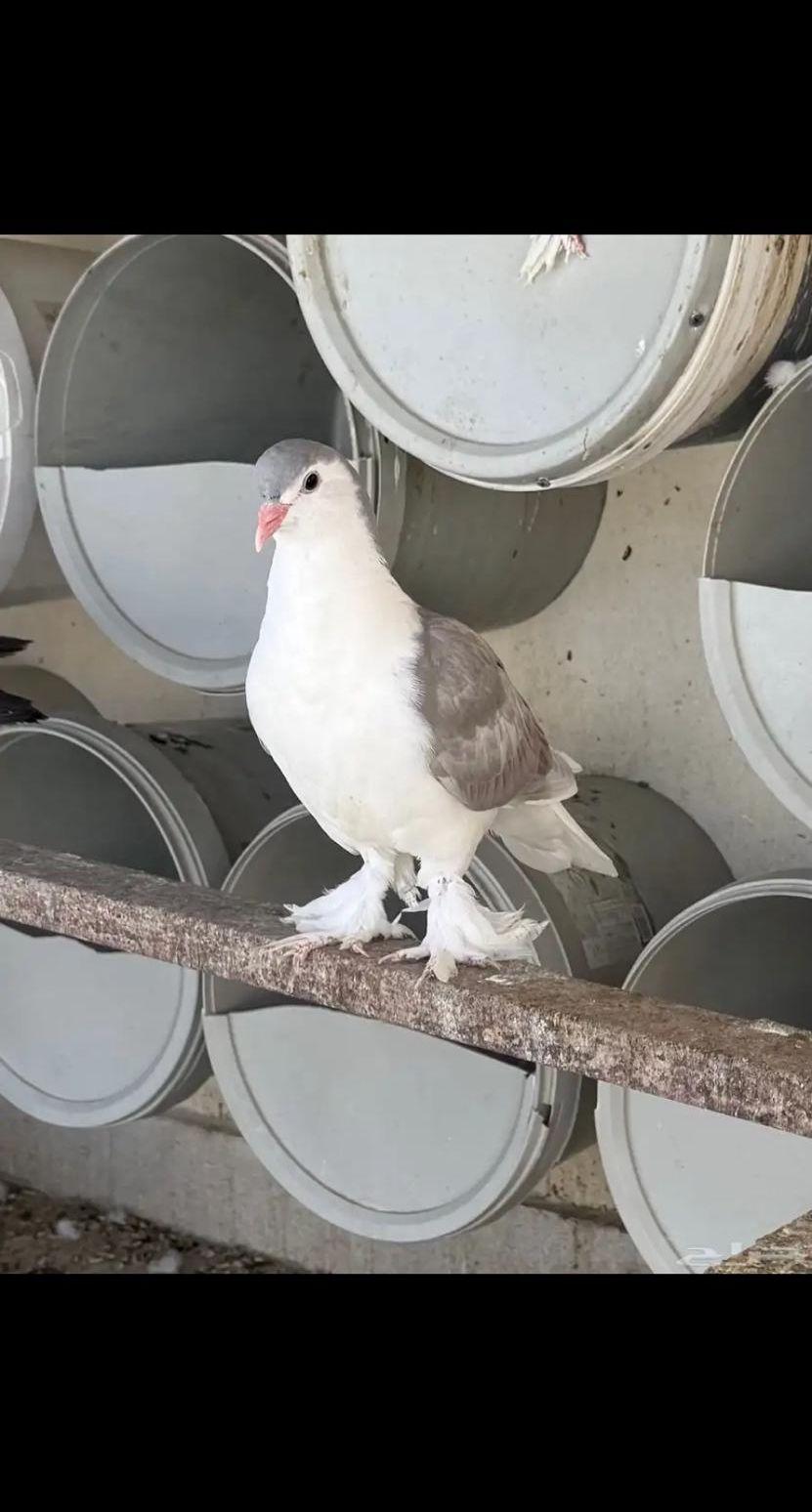 حمام شيرازي طبات