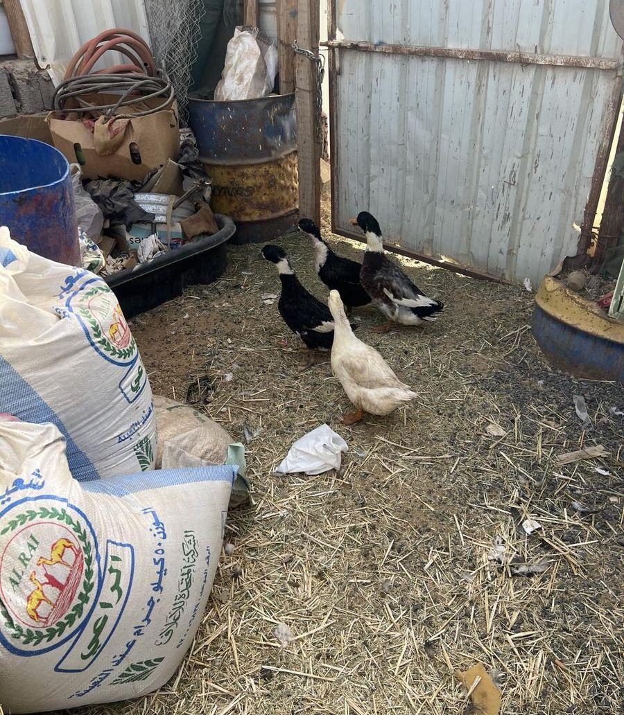بط شرشيري