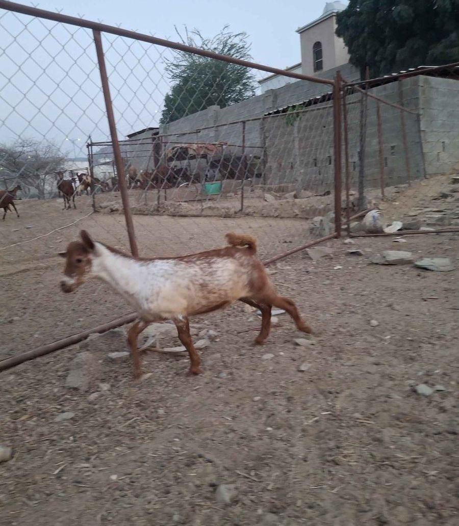 عتود أمرخ