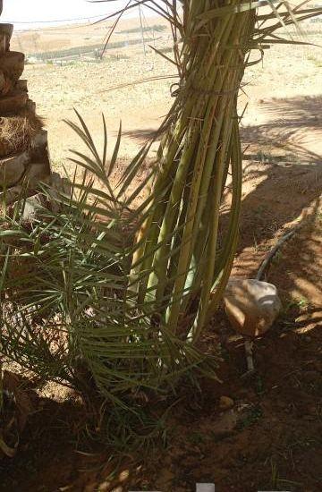 فروخ وجثايث واسعار
