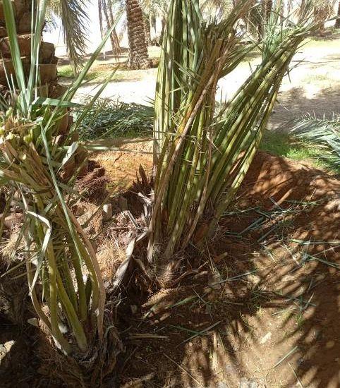 فروخ وجثايث واسعار