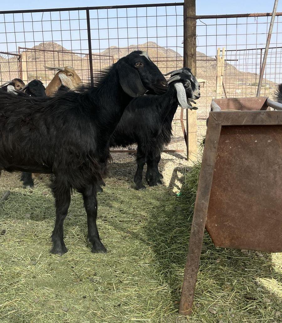 ذبايح تيوس عوارض