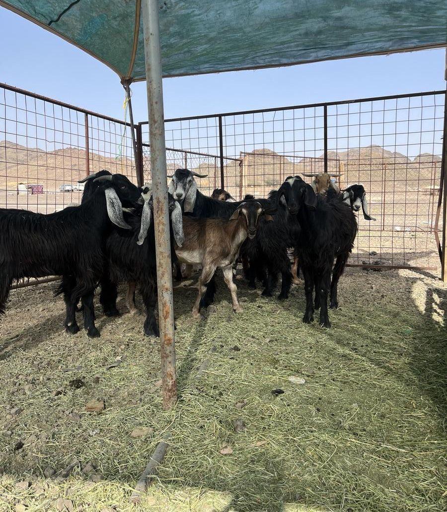 ذبايح تيوس عوارض