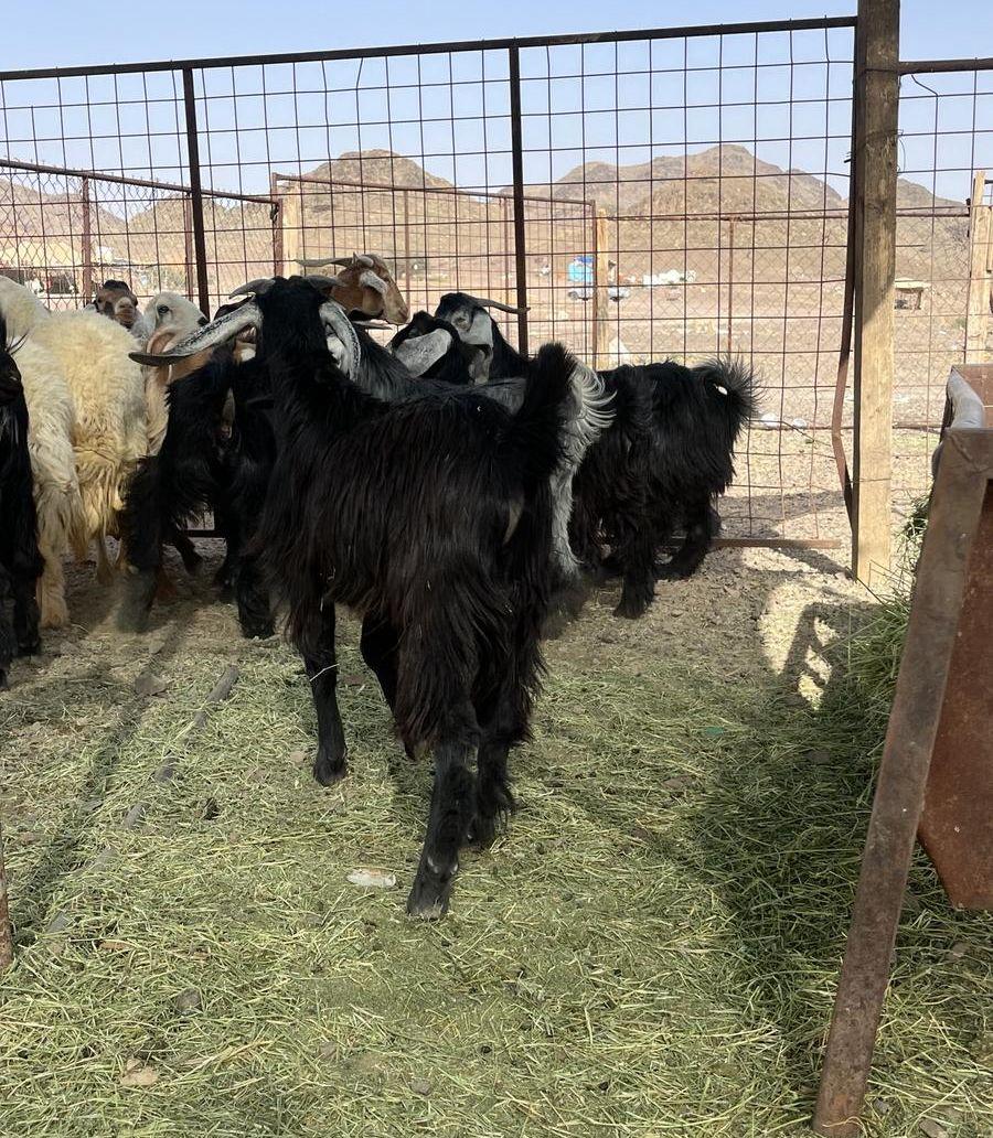 ذبايح تيوس عوارض