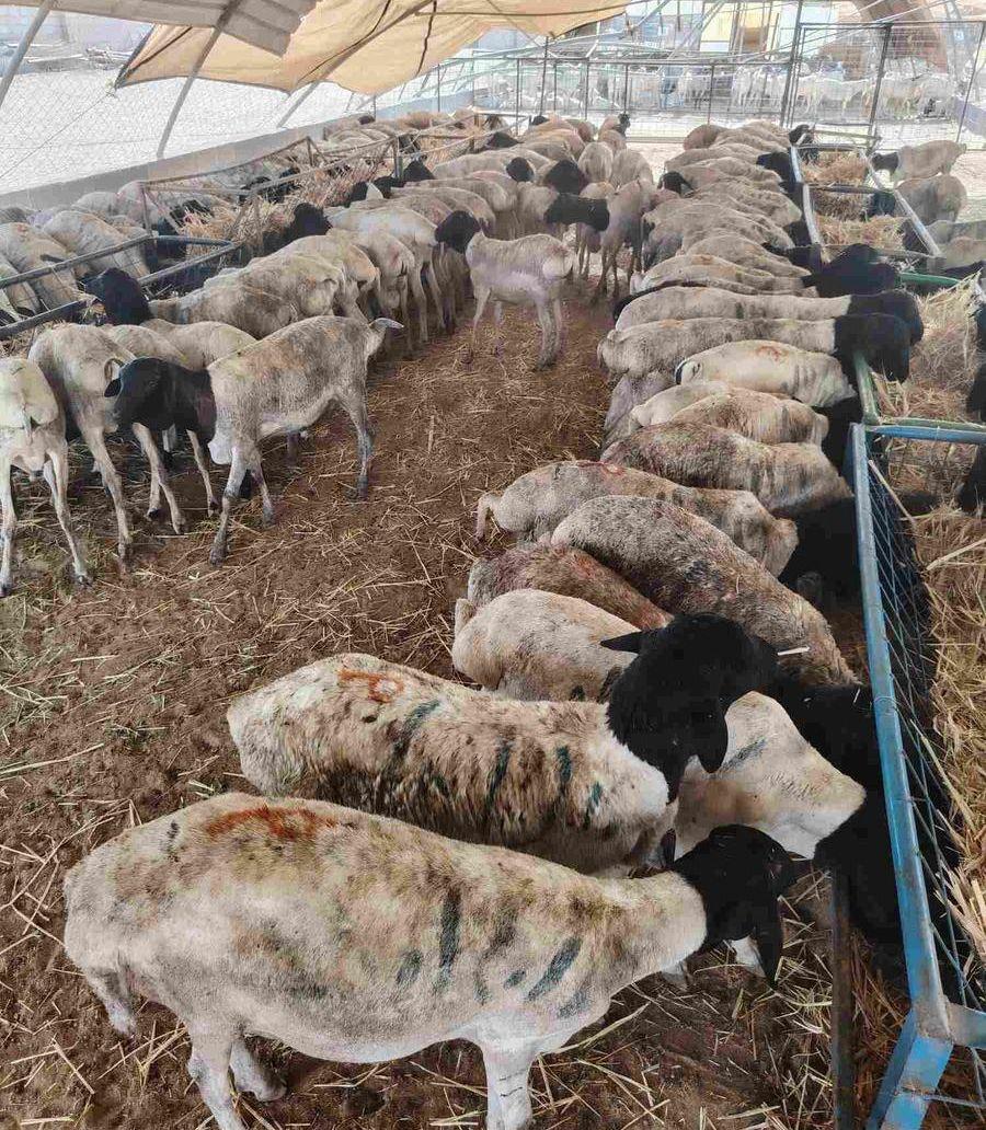 برابر وتيوس ممتازه