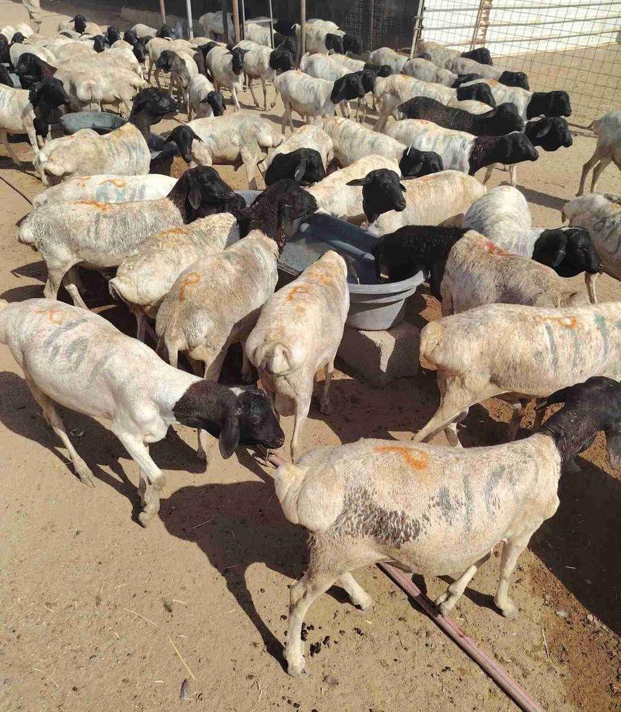 برابر وتيوس ممتازه