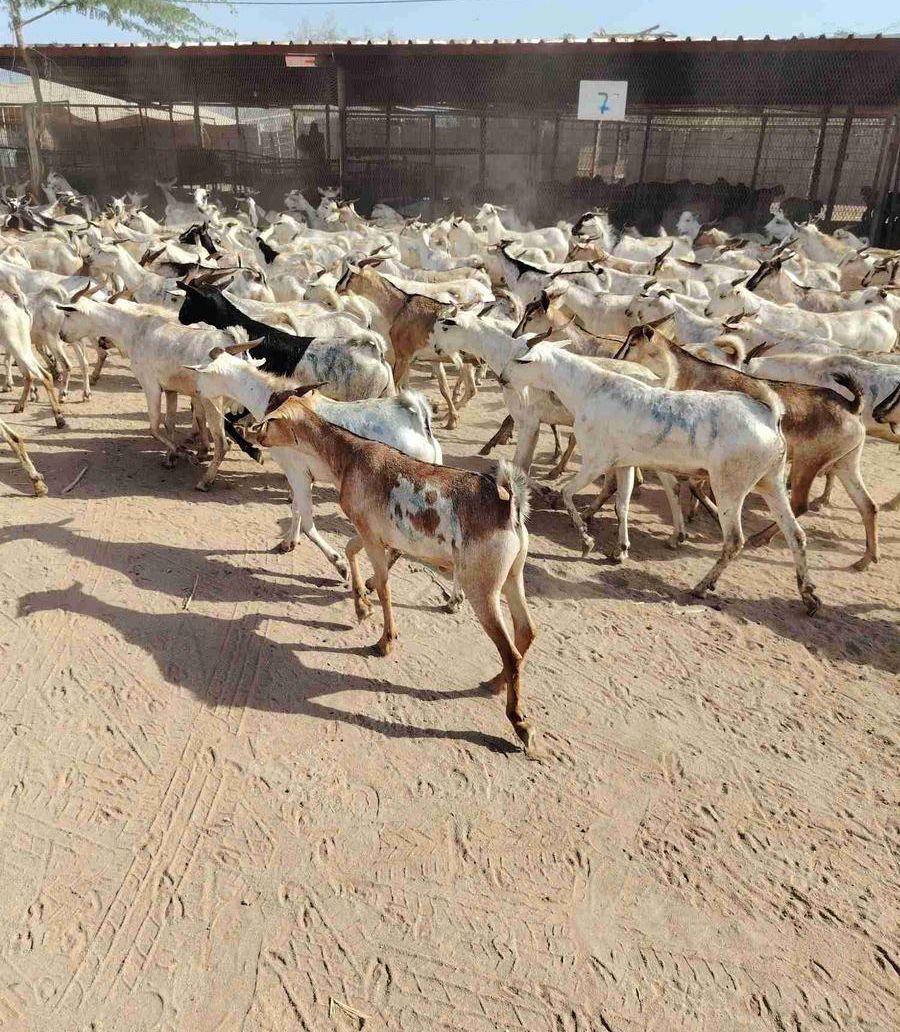 برابر وتيوس ممتازه