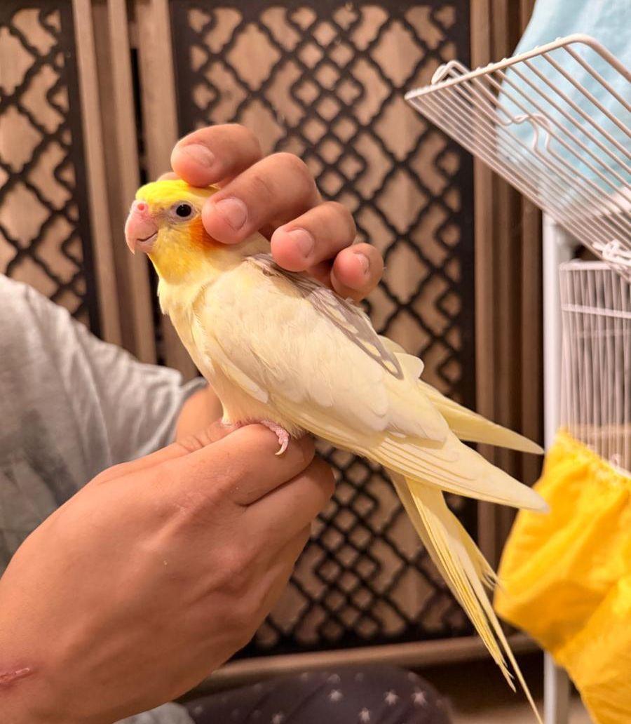 زوج كروان هولندي