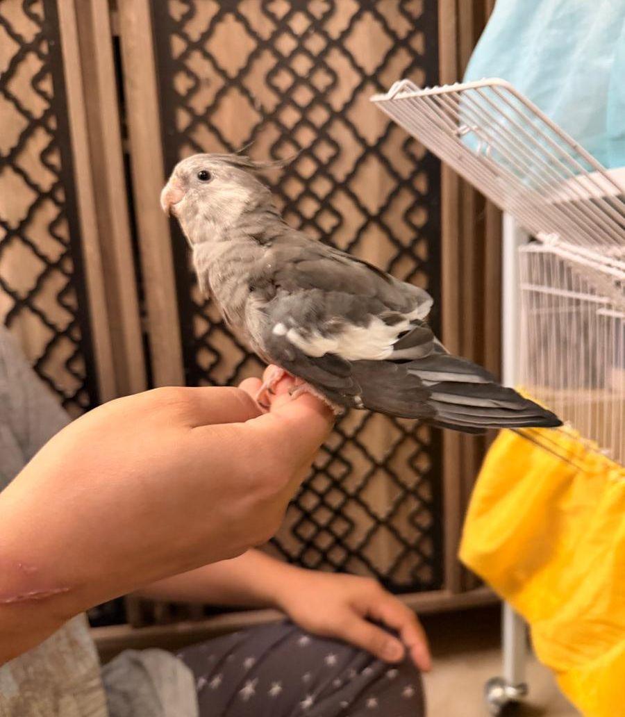 زوج كروان هولندي