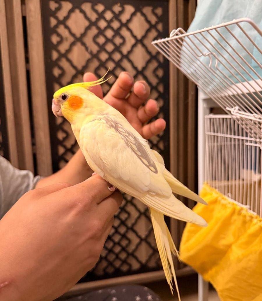 زوج كروان هولندي