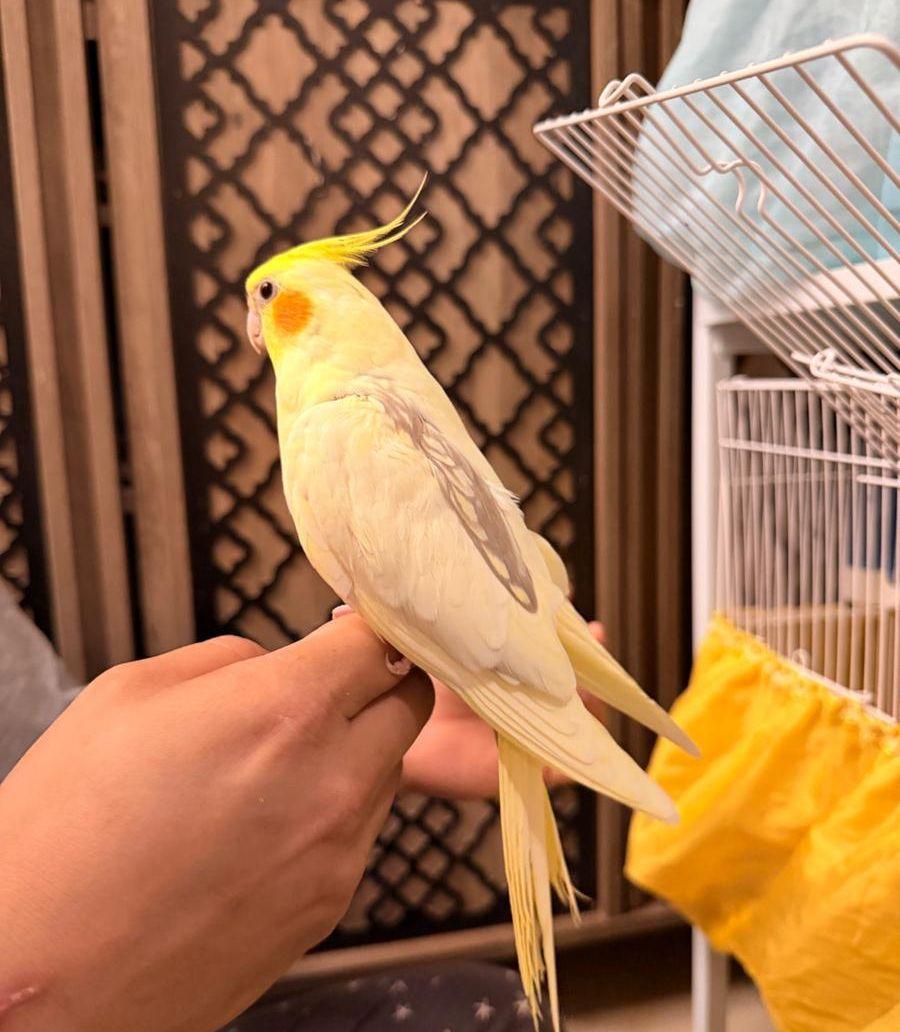 زوج كروان هولندي