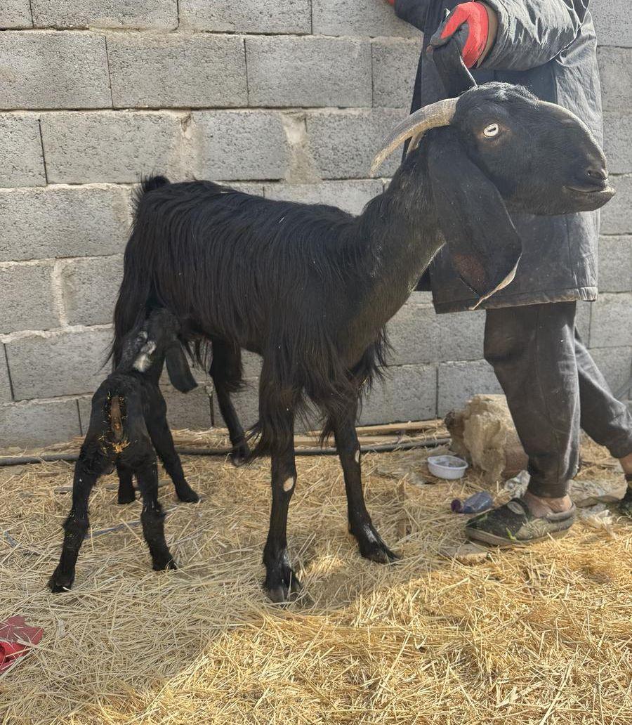 معزا سوريه مواليد