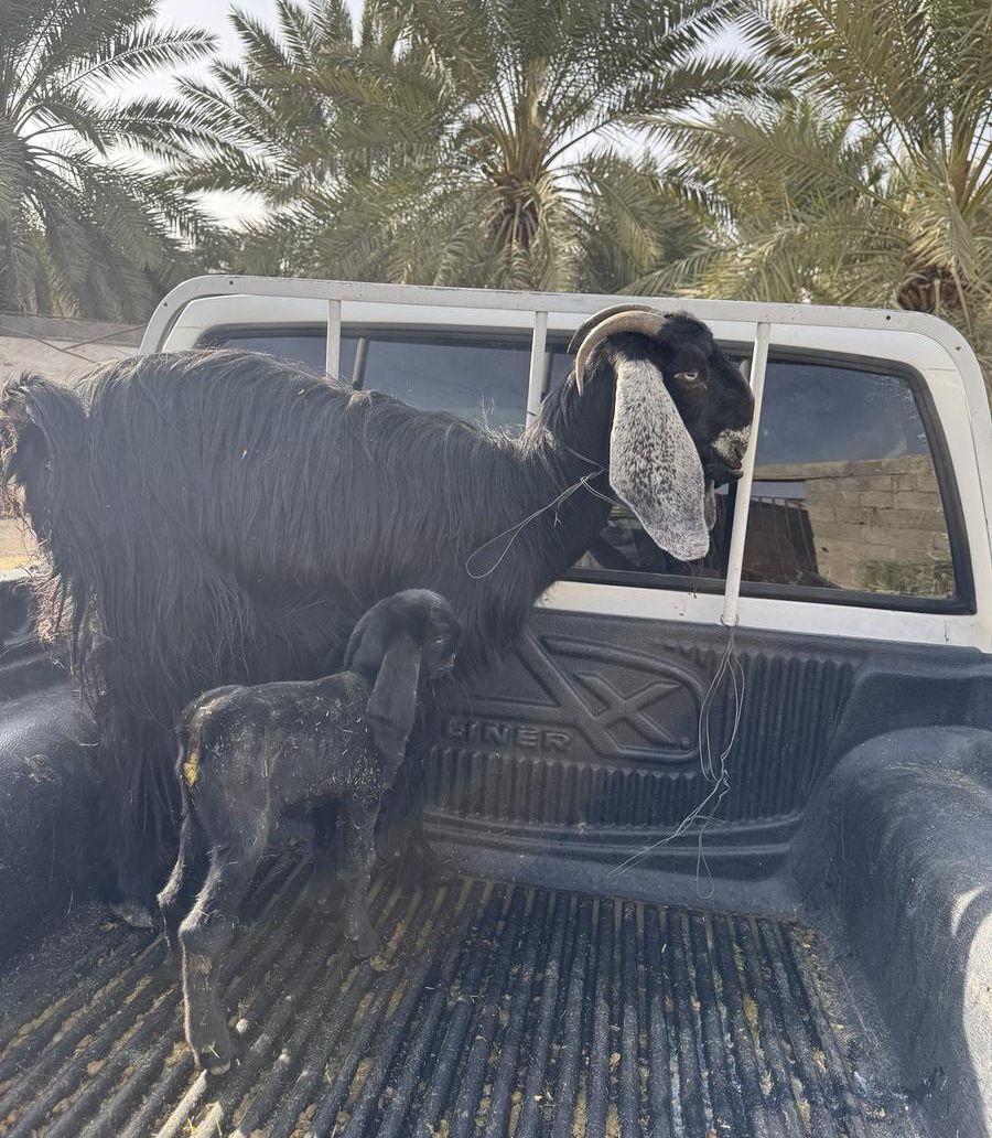 معزا سوريه مواليد