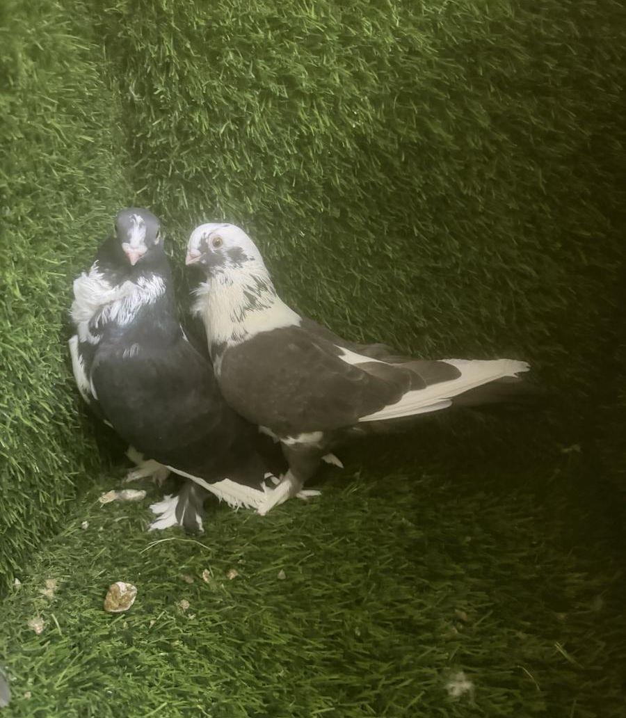 مجموعة حمام زينه