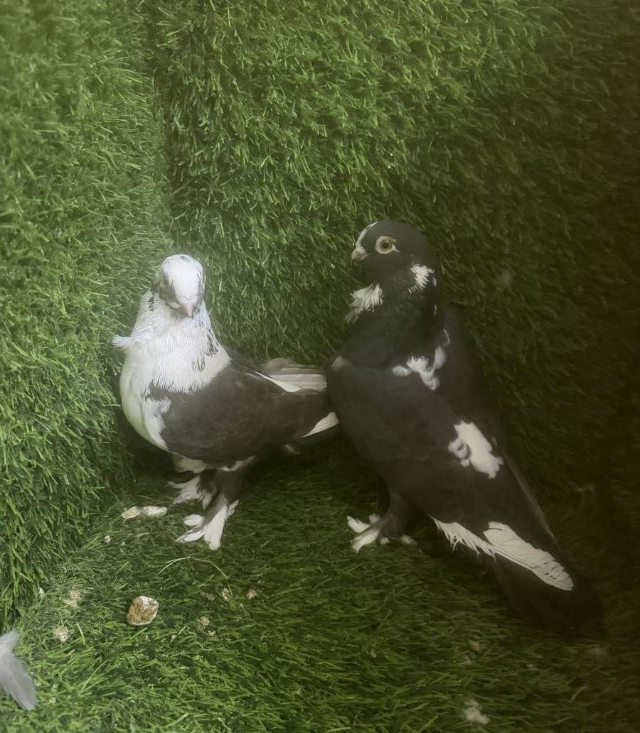 مجموعة حمام زينه