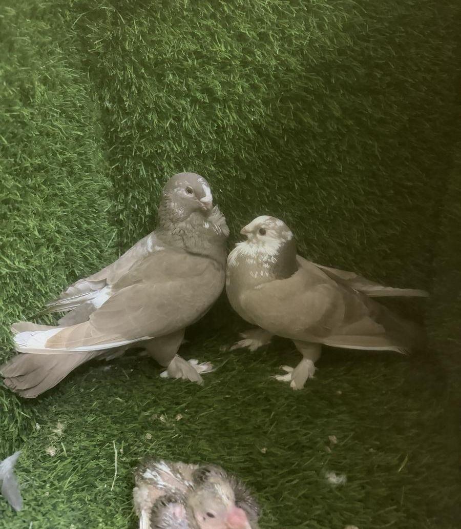 مجموعة حمام زينه