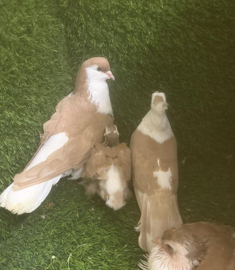مجموعة حمام زينه