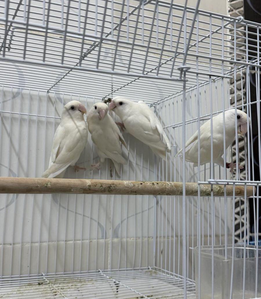 روزات منتجه (مكه)