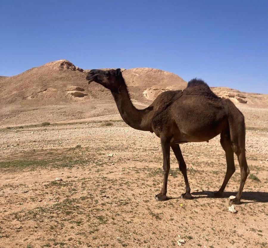 خفوت للبيع