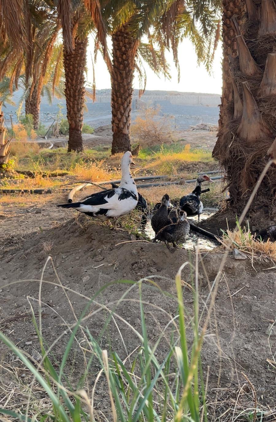 بط مصري للبيع